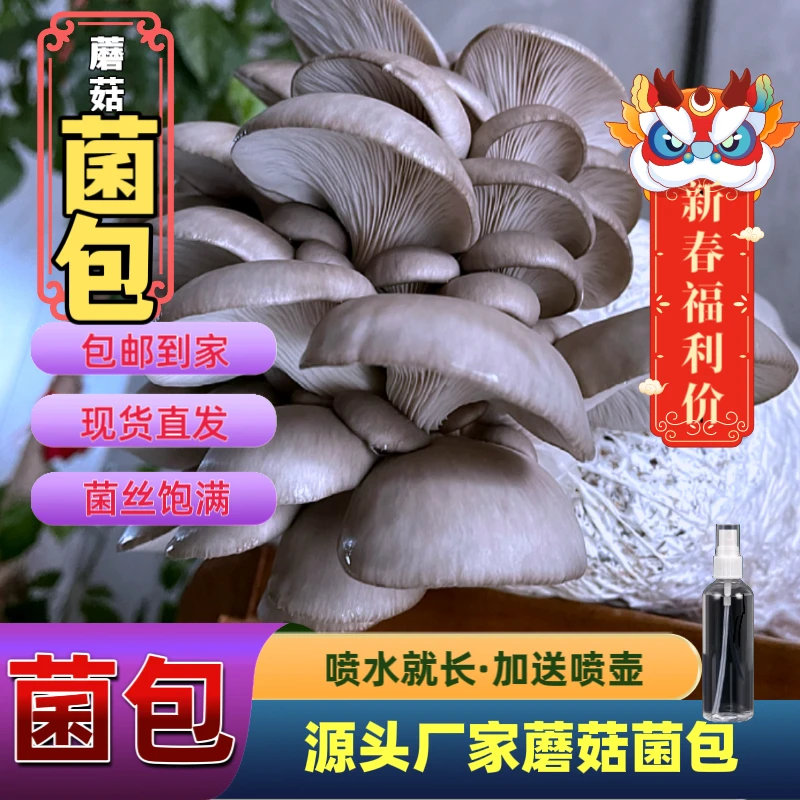 【两个装】蘑菇菌包5斤装家庭种植采摘优选产品美味健康平菇