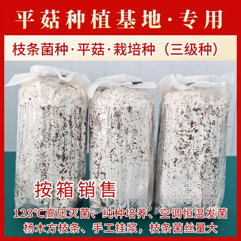 六希平菇菌种栽培种食用菌枝条三级种平菇基地春季黑色纯种培养