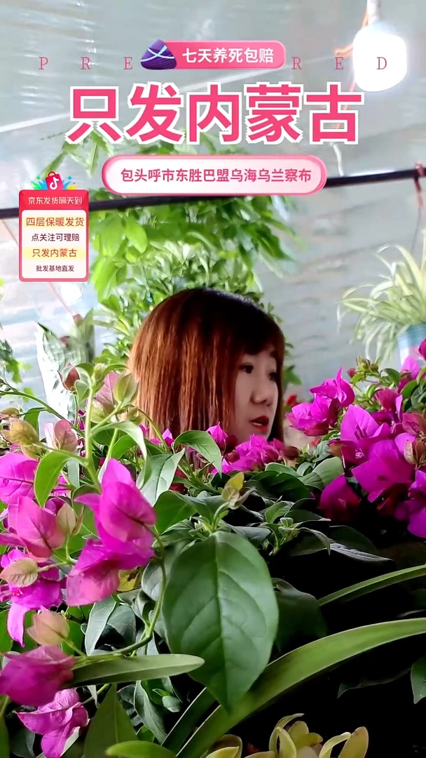 完全开放五年老桩云南紫三角梅