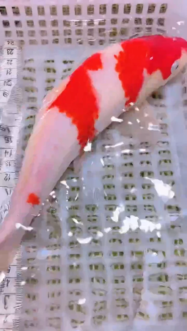 锦鲤冷水观赏鱼全场包邮28