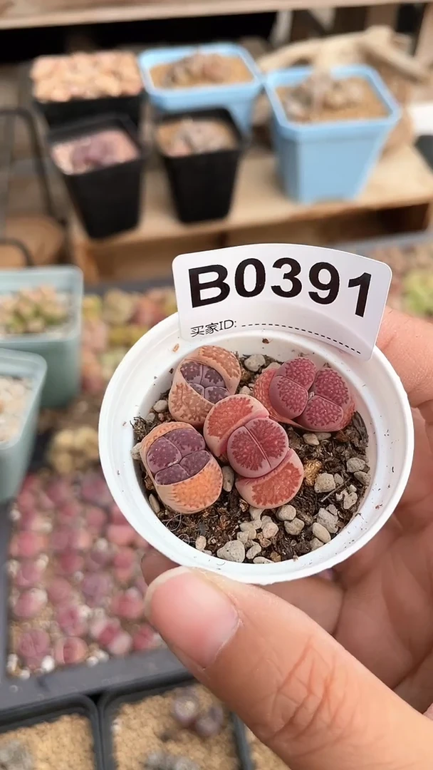 【闪购商品】0391直播一物一拍