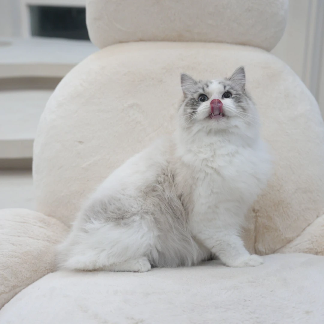 【云梦猫舍】布偶海山弟弟（星辰）