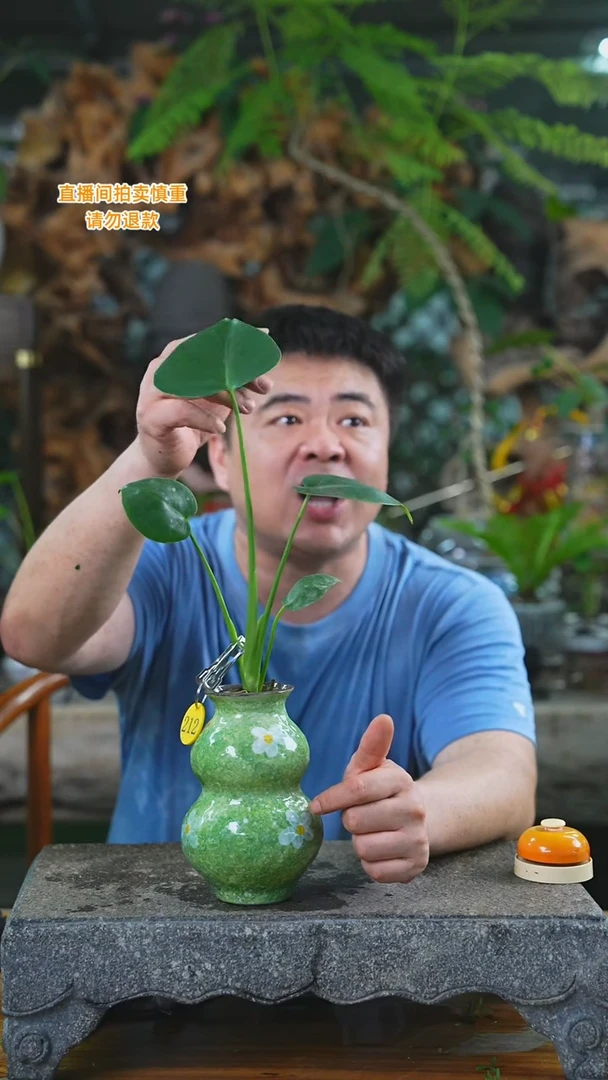 当前无花栽培后可以开花212H龟背T