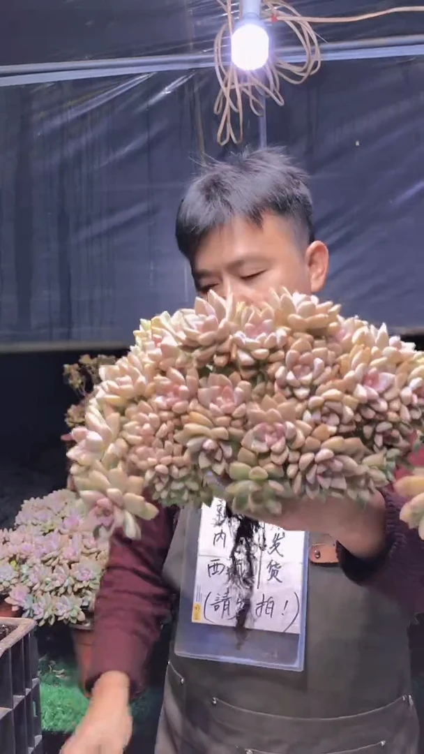 212淡雪缀化一物一拍（微瑕
