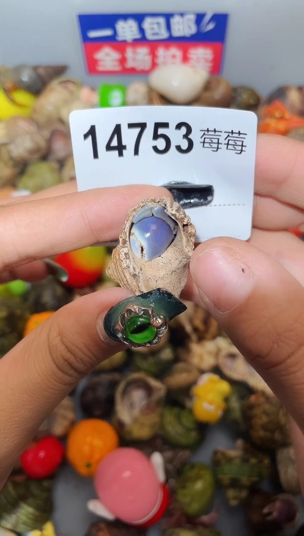 寄居蟹陌派甄选寄居蟹14753