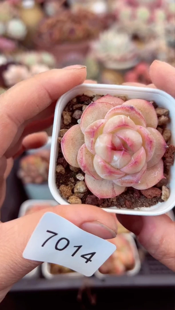 【闪购商品】7014单头多肉