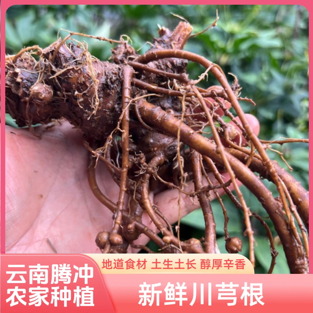 云南川芎根新鲜野养蔬菜根腾冲农家高山现挖药用食材煲汤炖肉辛香