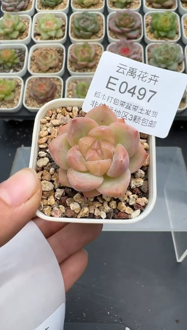 497E云禹多肉植物 带盆土纸巾打包 3颗包邮