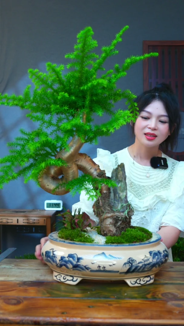 无花朵一物一拍澳洲杉