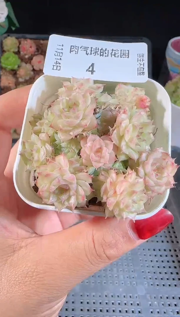 1114-04群生不包整