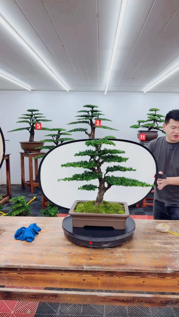 无花朵红芽罗汉松11111111