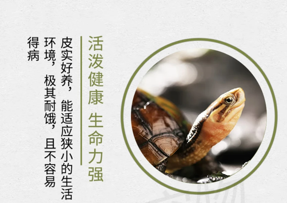 纯种石金钱龟活体观赏龟南石金钱龟小乌龟宠物龟苗养殖