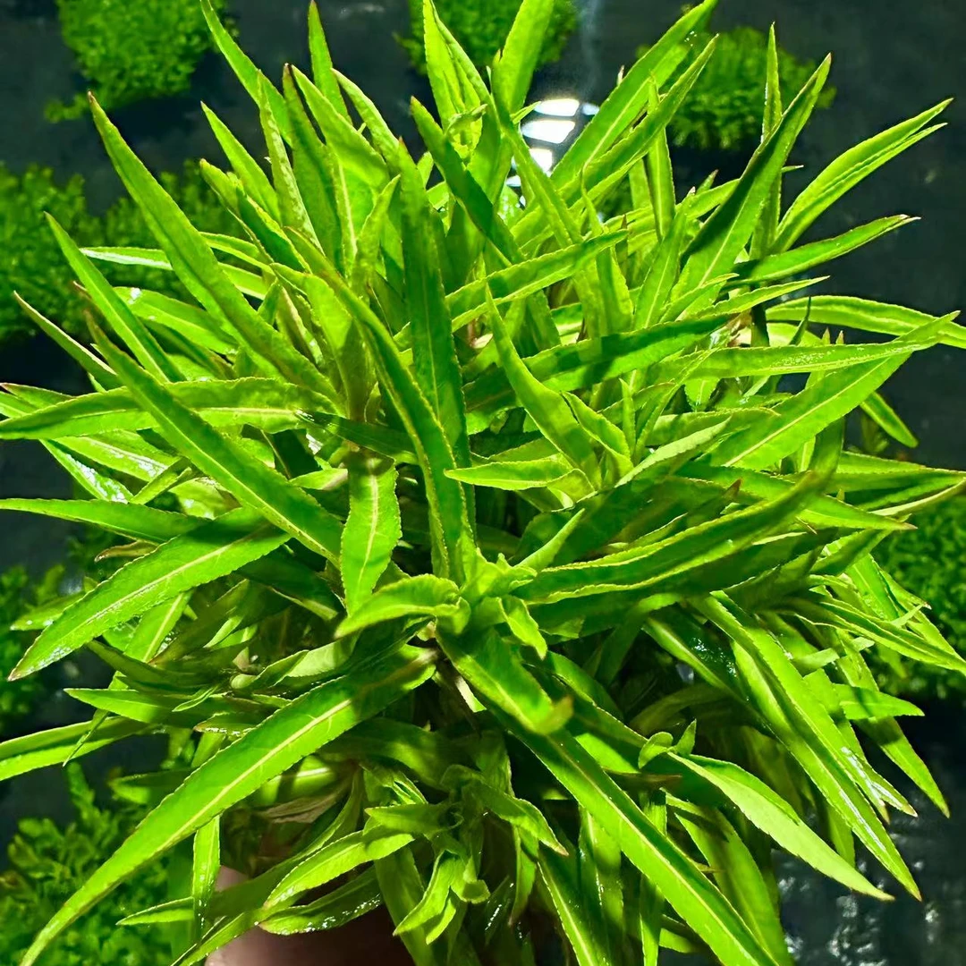 【青柳】大坨水草鱼缸造景大坨中后景水草