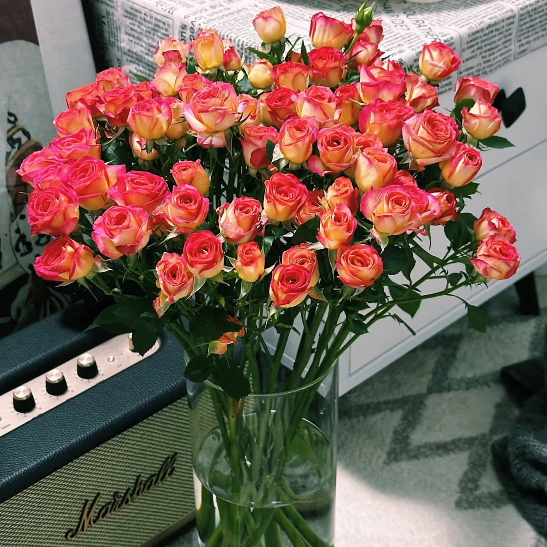 【爱丽丝多头玫瑰】云南基地鲜花直发水养插花鲜切花礼物【楚楚】