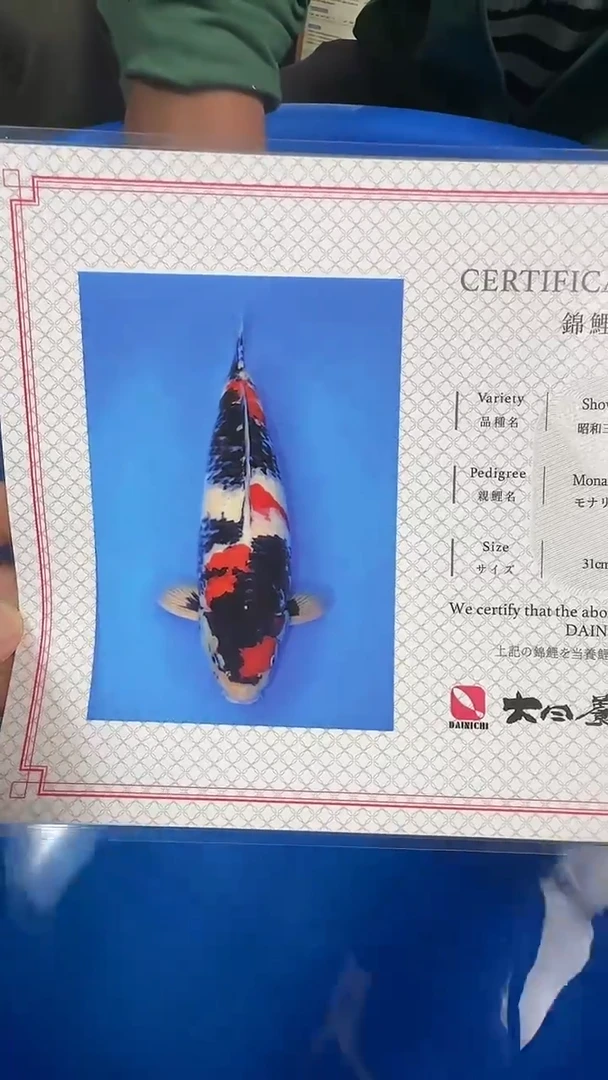 锦鲤大日 昭和三色