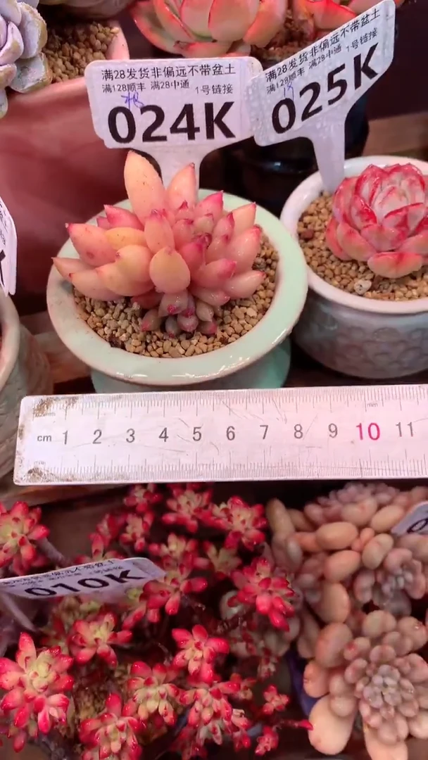 024K（一物一拍，精品多肉，所见即所得 ）