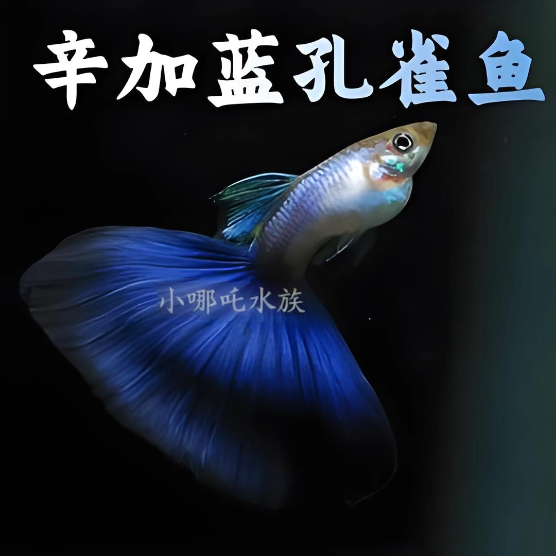 辛加蓝蓝尾孔雀鱼