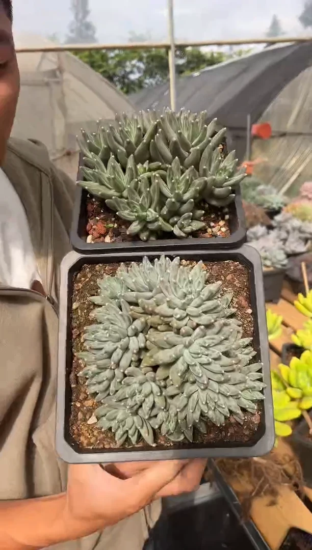 乌拉克拉