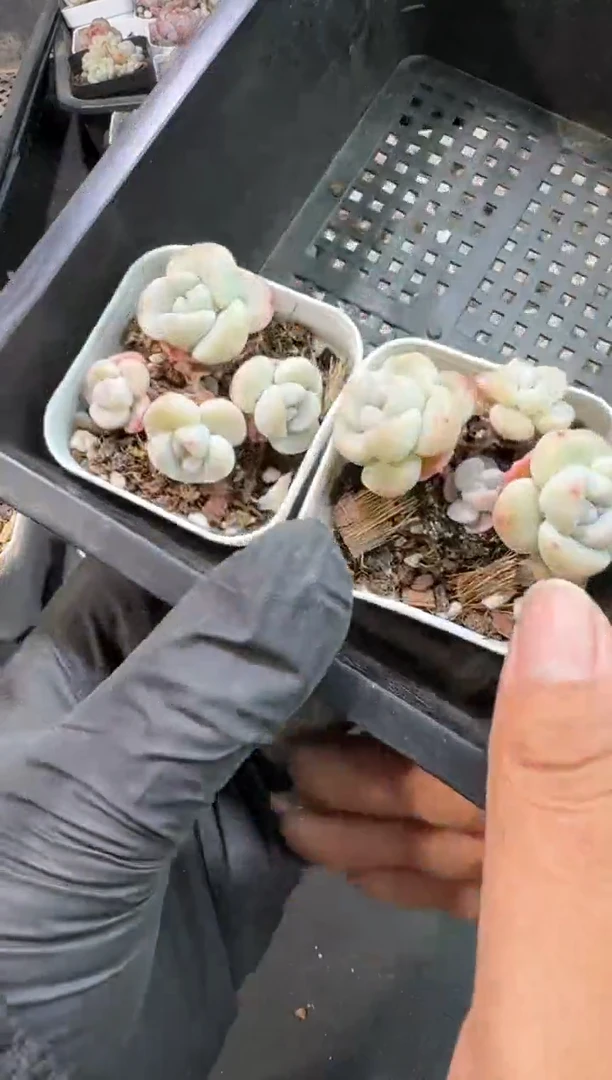 【闪购商品】130号到手1框-江北多肉