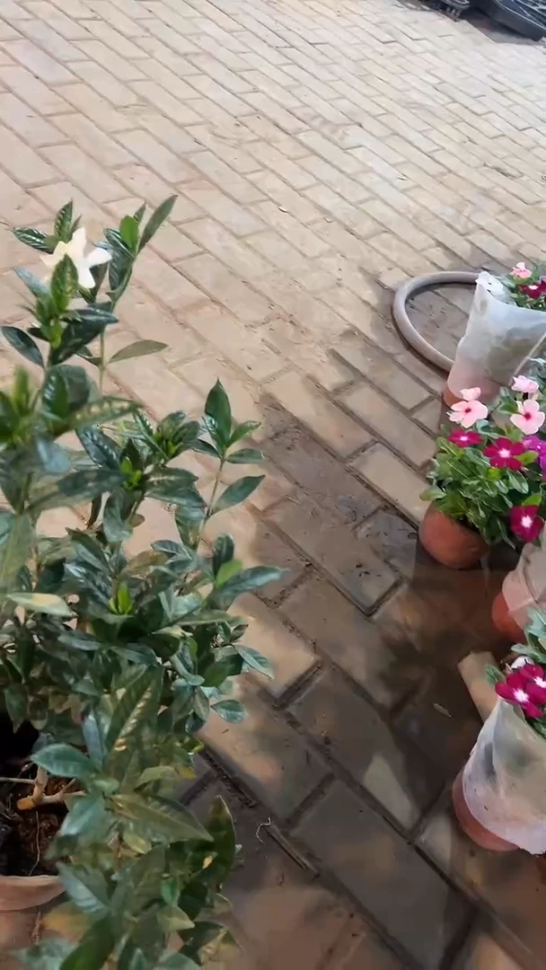 完全开放两单包邮，栀子花