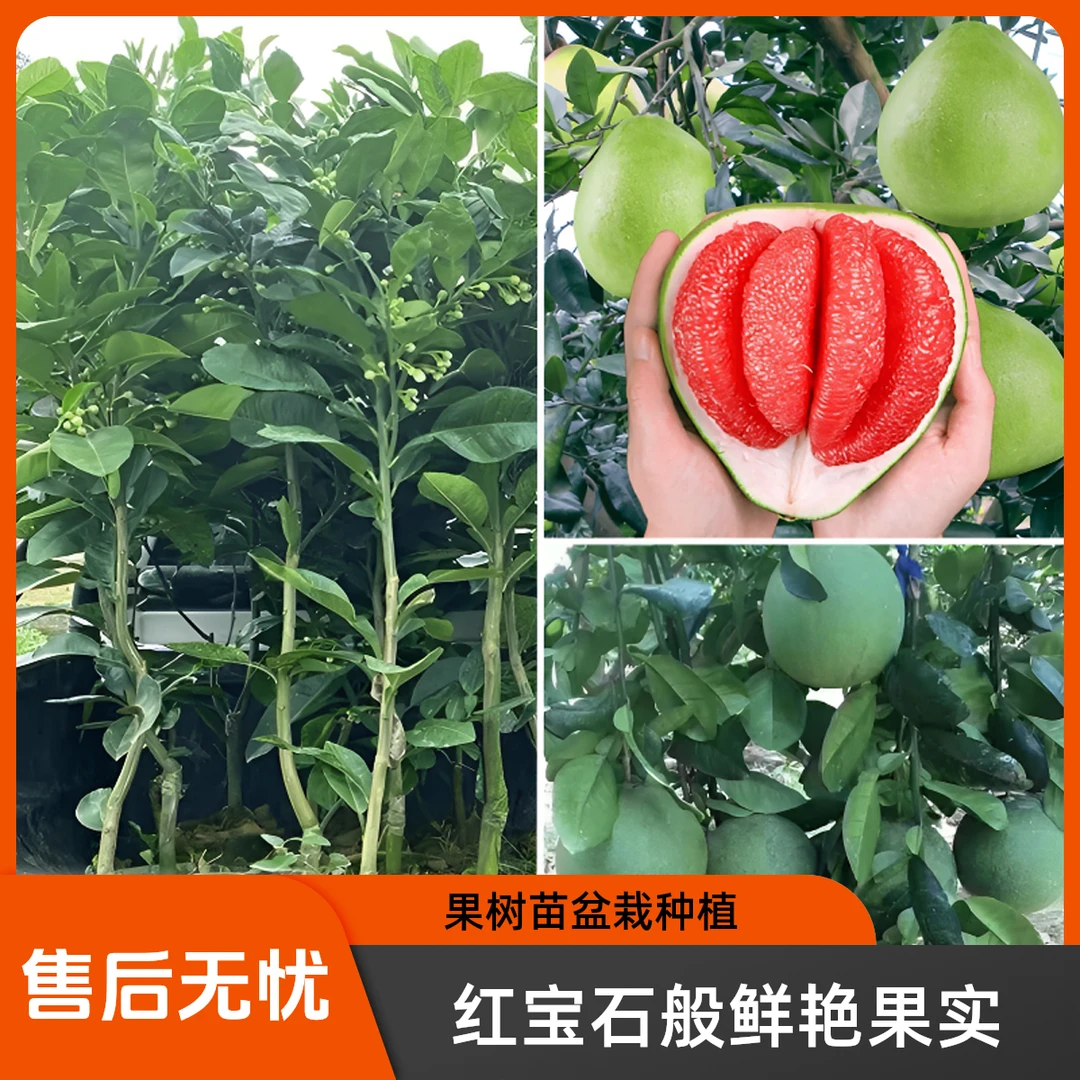 红宝石青柚树苗红心柚子树苗嫁接种南北方种植适合家庭果园