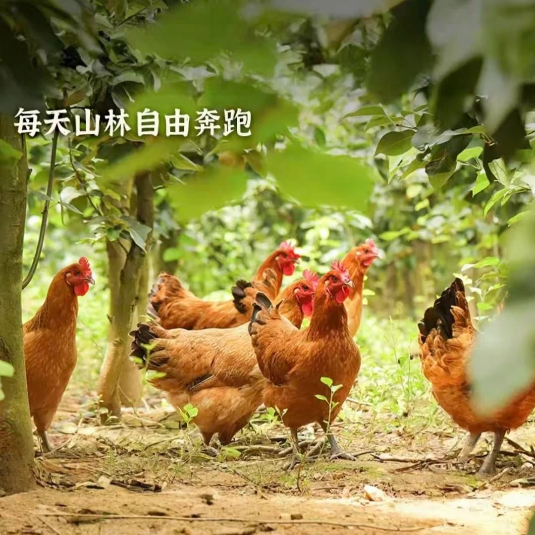 【谷丁农场】林下溜达鸡两年老母鸡 3.5-4斤