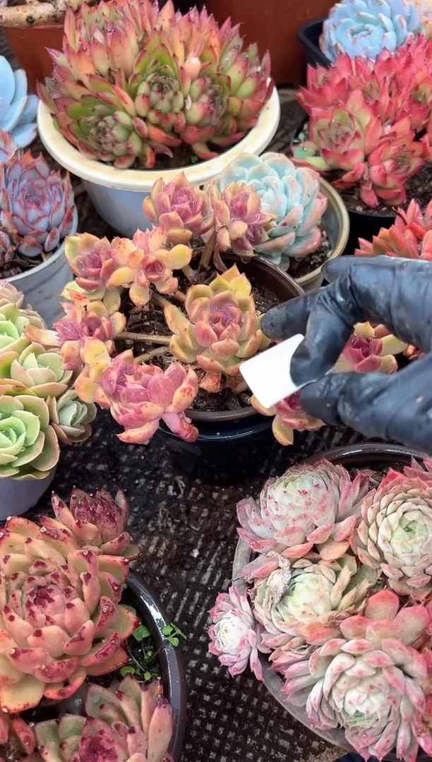 带****@多肉植物一物一拍01361