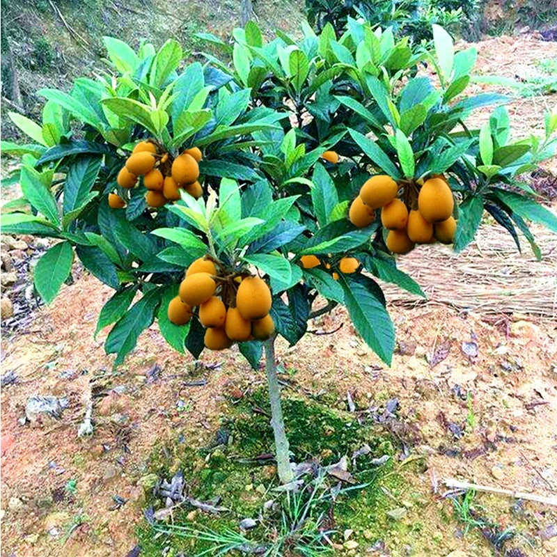 冰糖枇杷树苗南北方种植枇杷苗树无核特大果树苗大五星枇杷果苗树