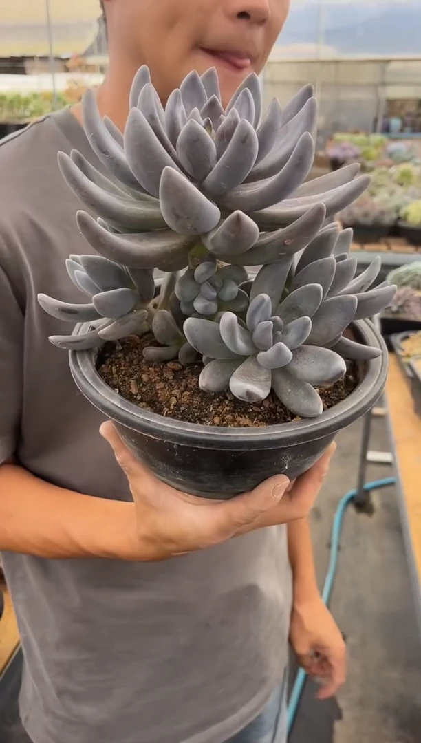 紫丽殿