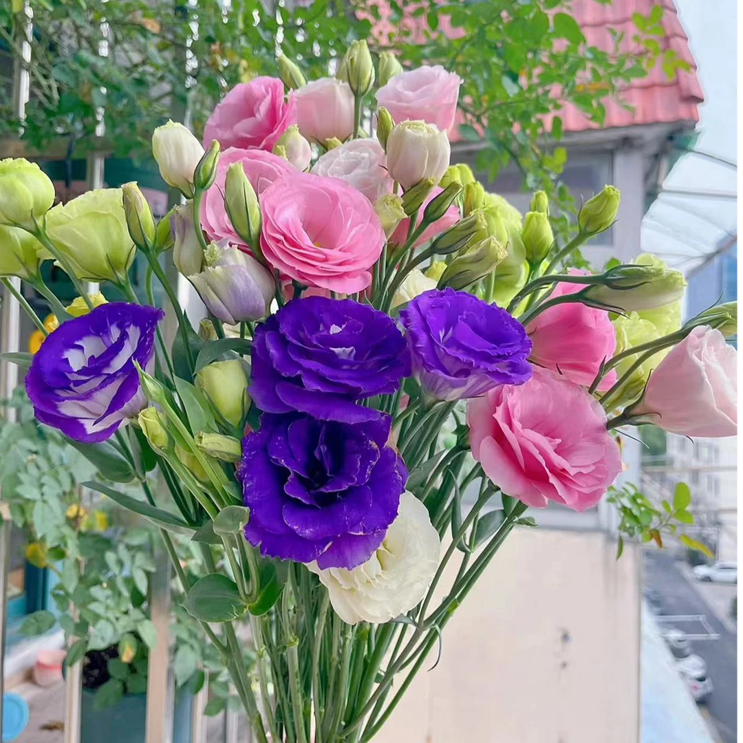 （混色洋桔梗） 东北产地直发水生鲜切花清新淡雅浪漫顺丰包邮漂亮