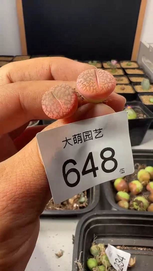 一物一拍        648
