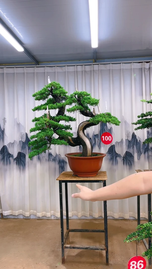 无花朵精品盆景  一物一拍