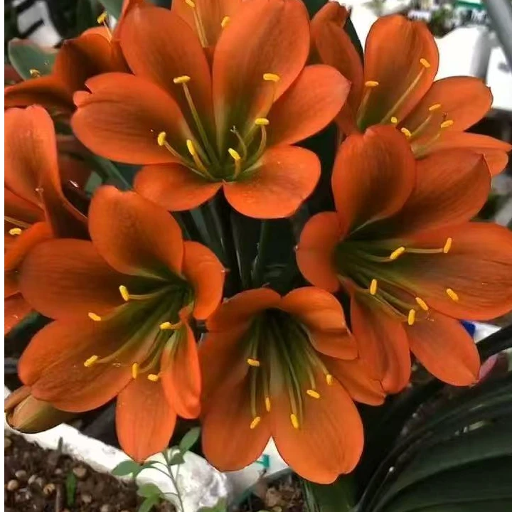 秋林君子兰花黑金刚重瓣黄佛山绿佛山牡丹查尔斯绿花黄花大百合