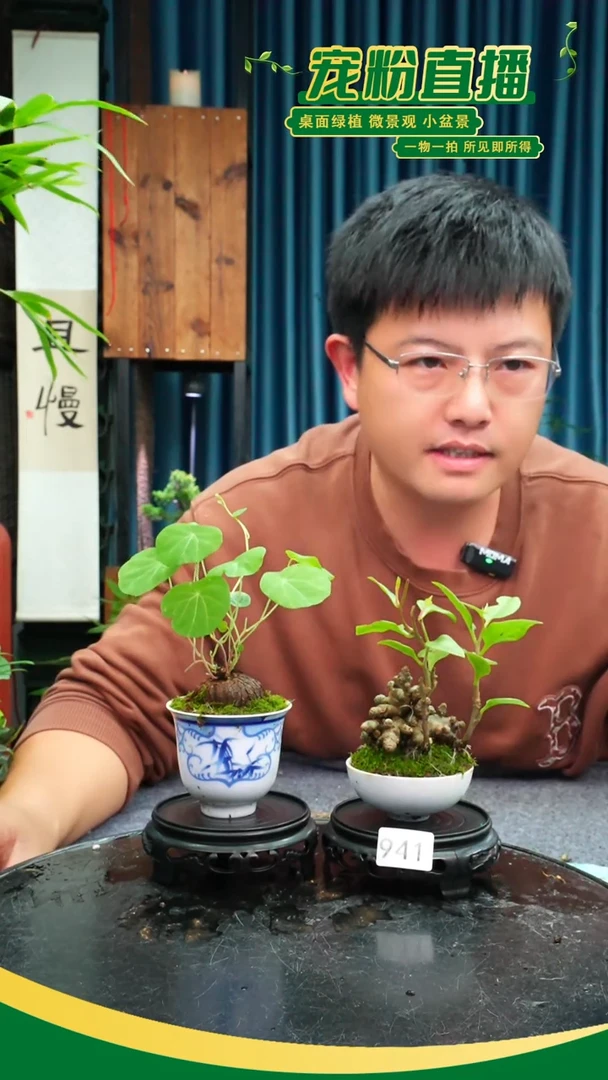 无花朵蚂*苔藓微景观941号