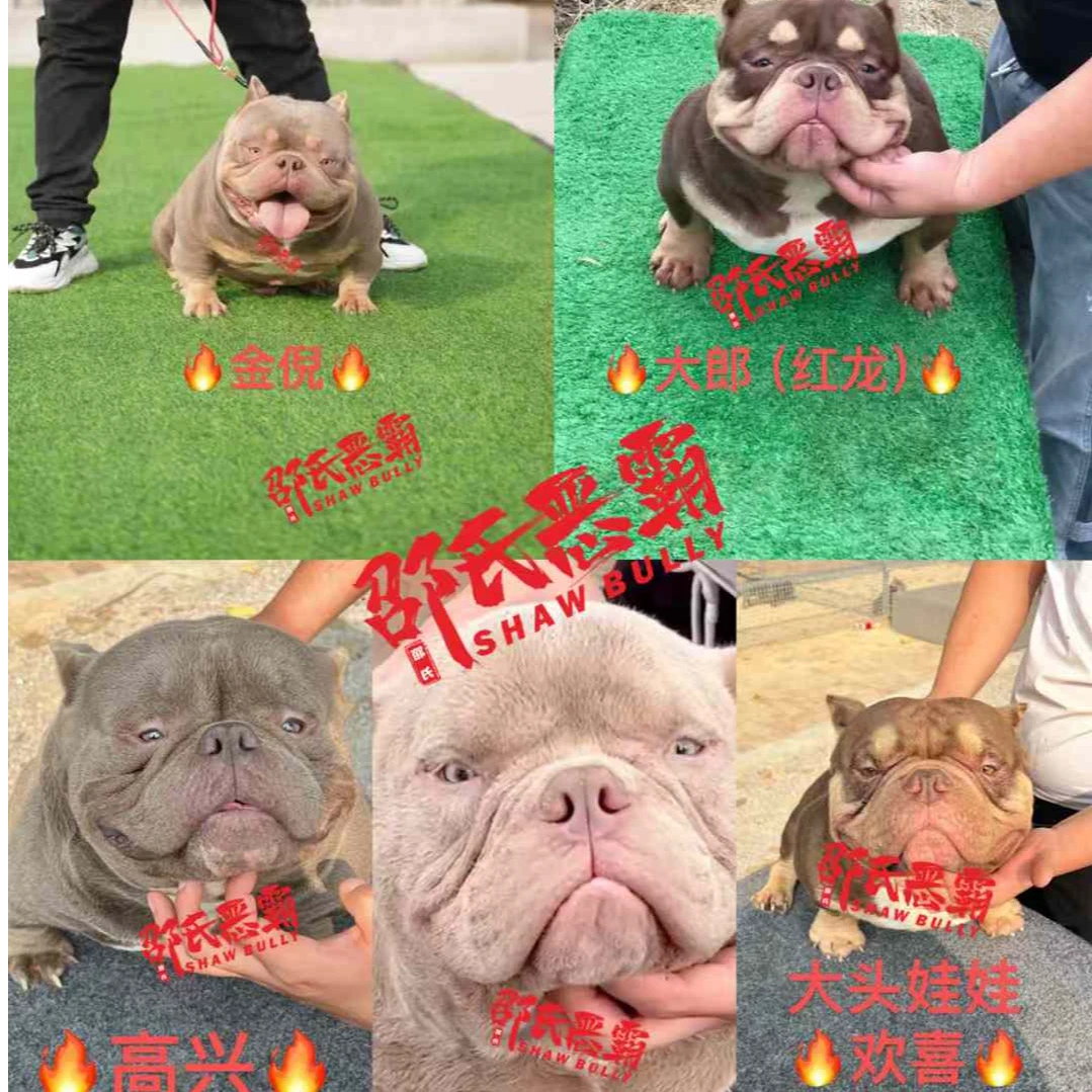 江苏邵氏恶霸犬繁殖基地活体链接2