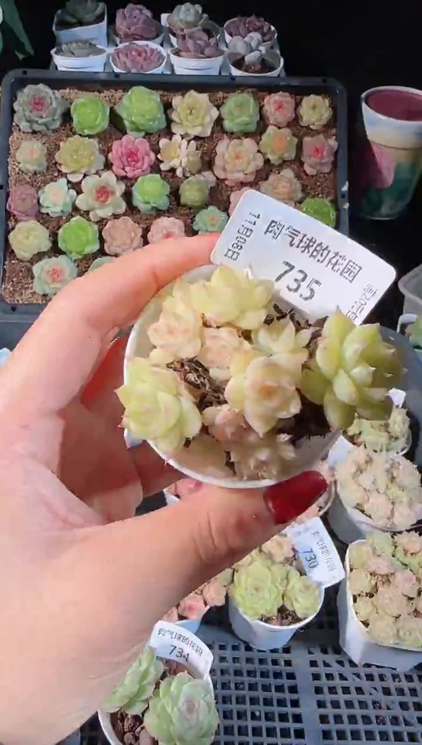 1108-735麦秆群不包整