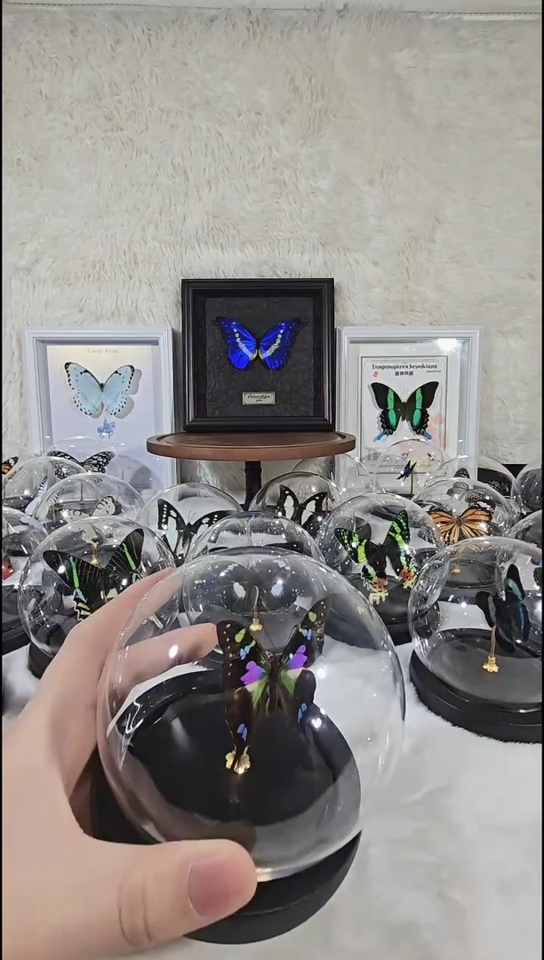 玻璃球玫瑰青凤真实蝴蝶
