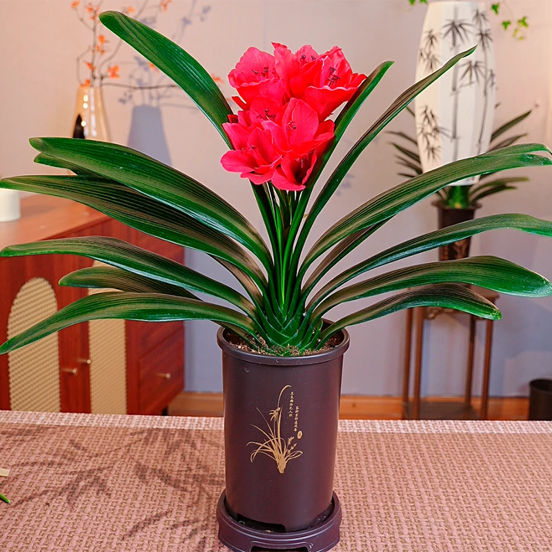 【红将军】带盆君子兰花卉植物室内易活绿植四季常青好养君子兰苗