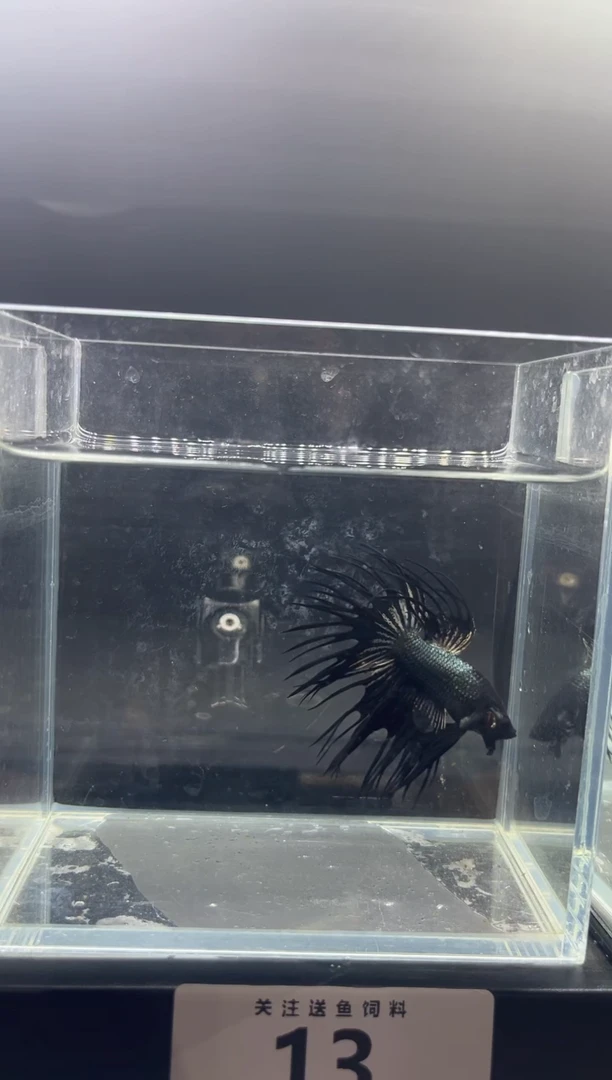 海水鱼直播竞拍链接13