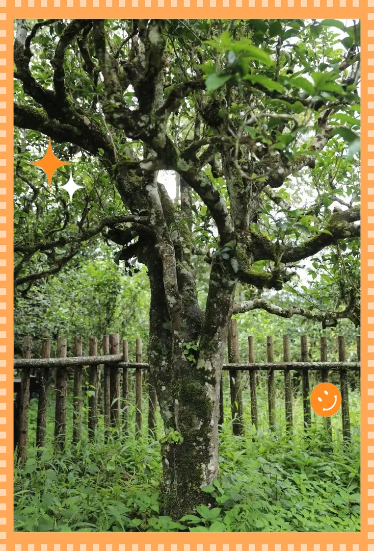 【通用链接】1998年易武森林高杆250克生茶砖