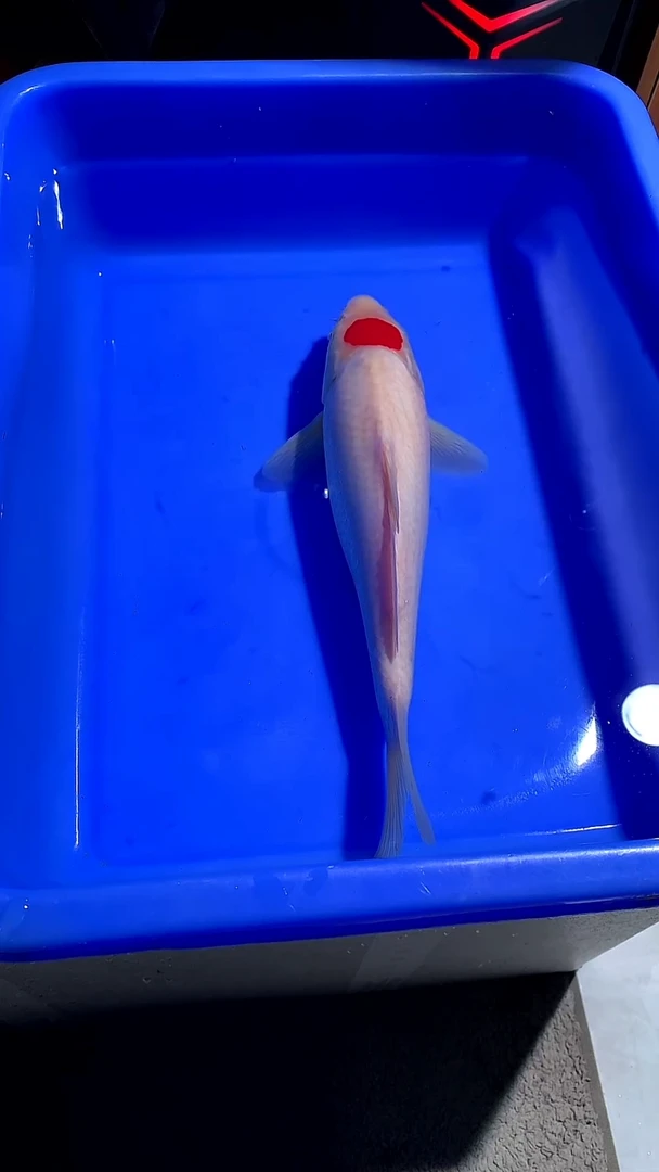 锦鲤28CM丹顶锦鲤