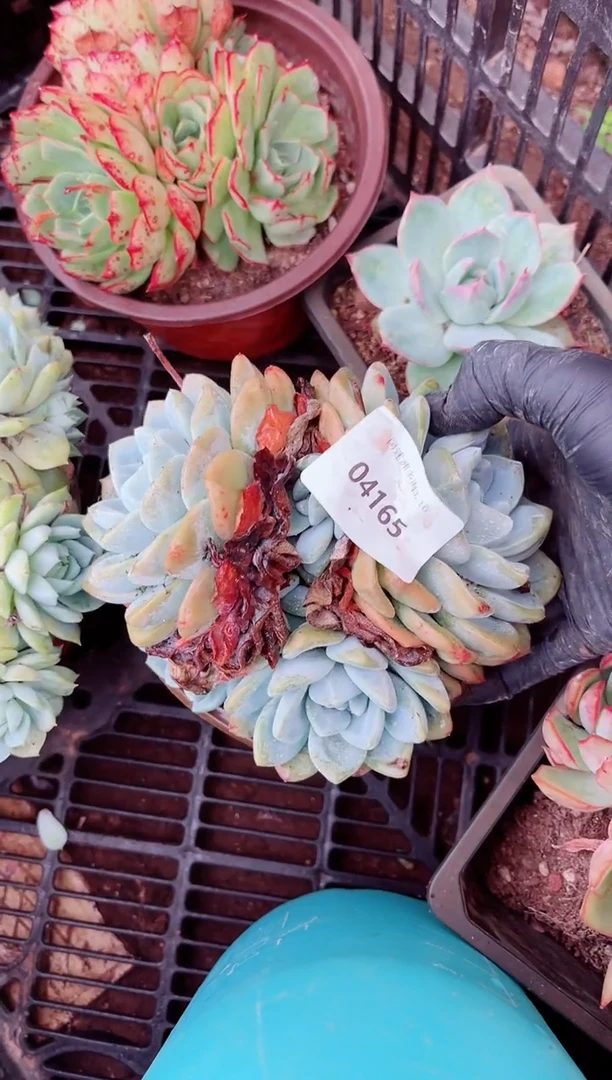 04165多肉植物一物一拍