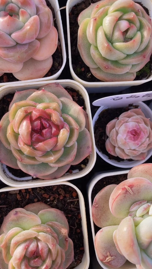 【闪购商品】607新珍妮多肉