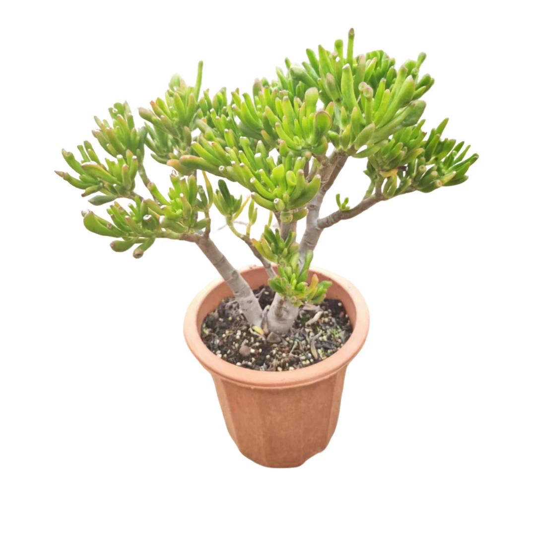 精品多肉   吸财树