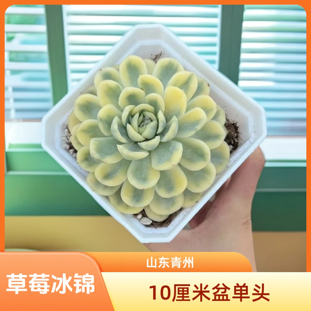 精品草莓冰锦10厘米盆老桩多肉