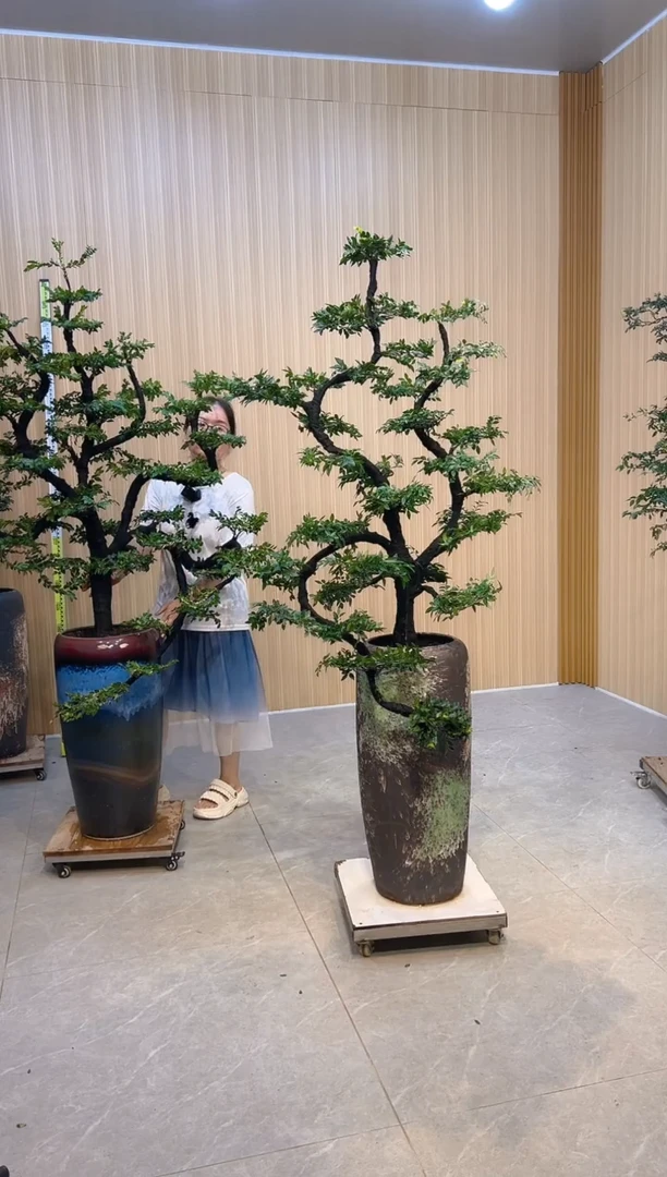 无花朵小叶紫檀小叶紫檀