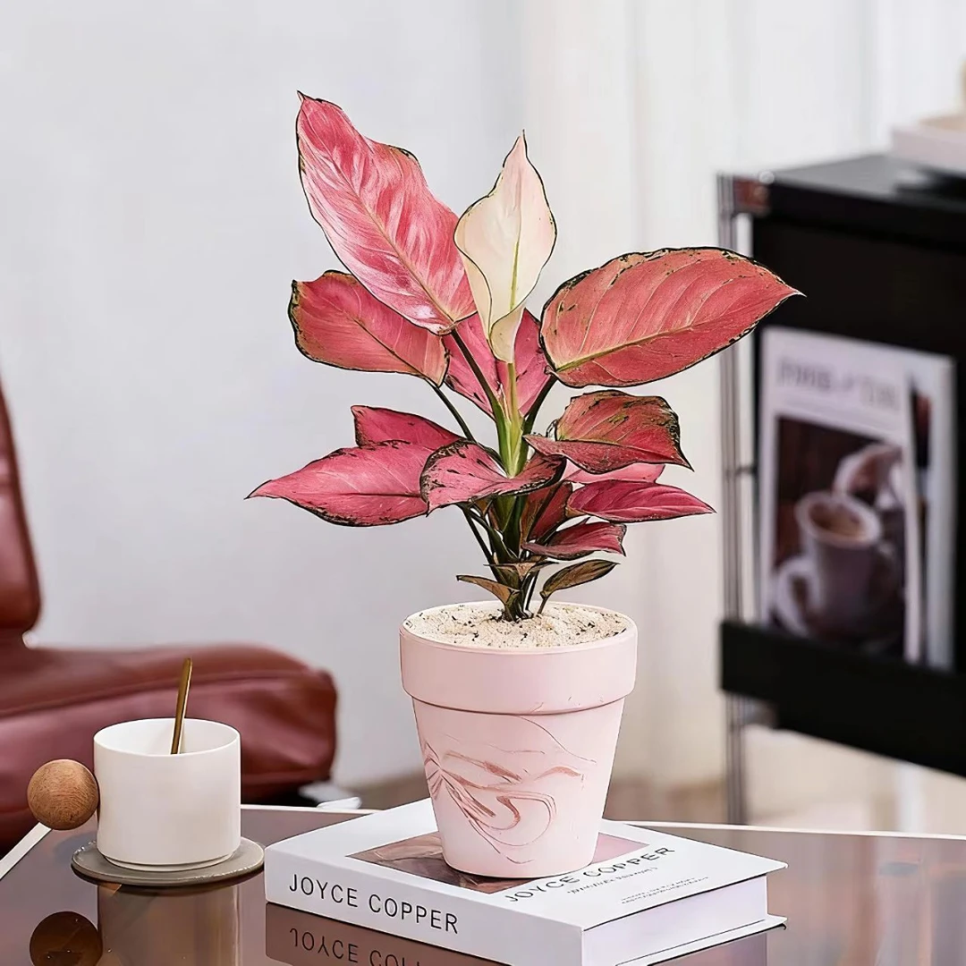 【带粉墨陶瓷盆】吉利红如意盆栽室内桌面四季好养耐阴绿植