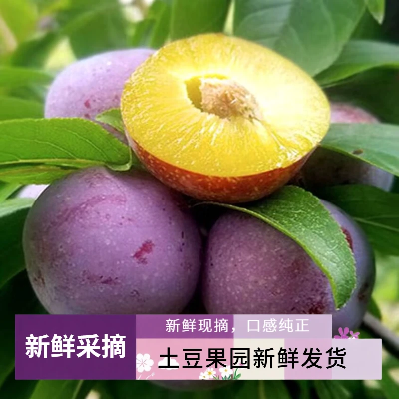 5斤正宗五月脆凤凰新鲜现采现采脆甜可口由土豆果园发货