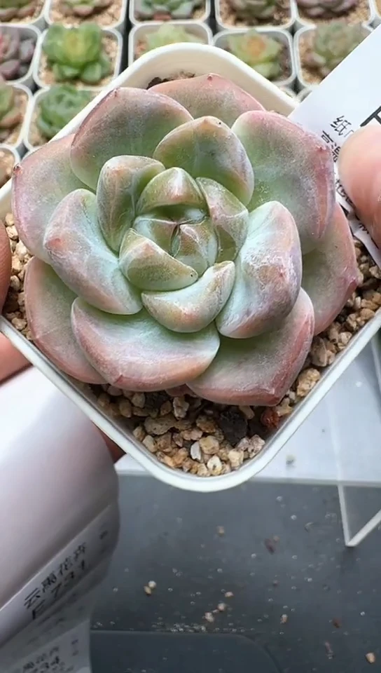 730F云禹多肉植物 默认脱土纸巾打包 3颗包邮