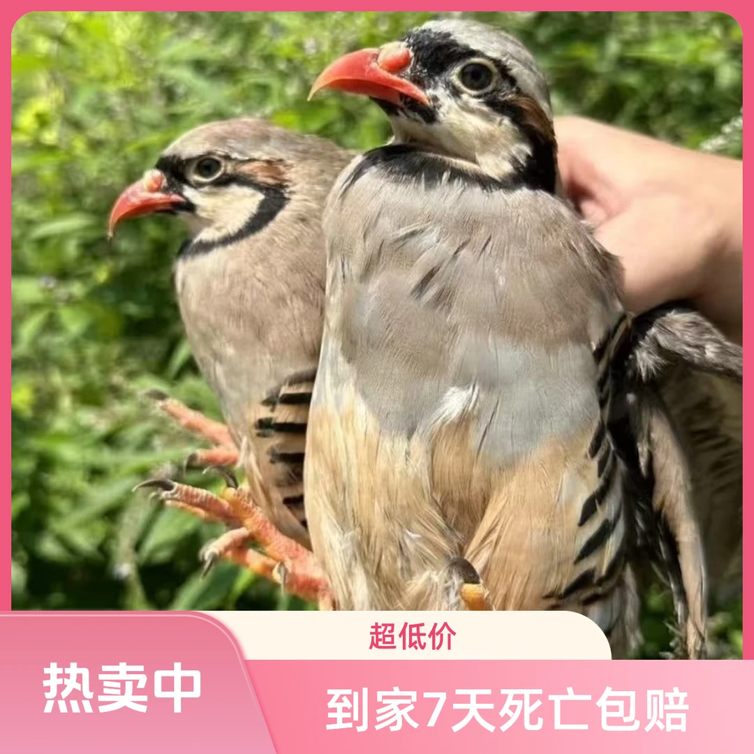 农家散养咕咕鸡呱呱鸡 可养可吃可下蛋繁殖顺丰包邮